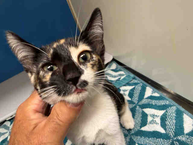 Shelter Stray Female Cat last seen , 5821 Sweetwater Rd, Bonita, CA 91902, USA