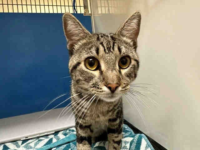 Shelter Stray Male Cat last seen JAYLEE AVE, 5821 Sweetwater Rd, Bonita, CA 91902, USA