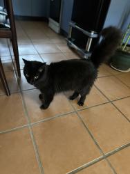 Reunited Unknown Cat last seen Miskin street, Toowong, QLD 4066