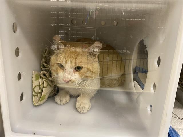 Shelter Stray Unknown Cat last seen Near BLOCK N 33RD ST, 3839 W Burnham St, West Milwaukee, WI 53215, USA