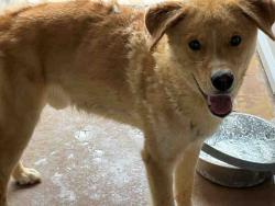 Shelter Stray Male Dog last seen PHELPS RD, 5821 Sweetwater Rd, Bonita, CA 91902, USA