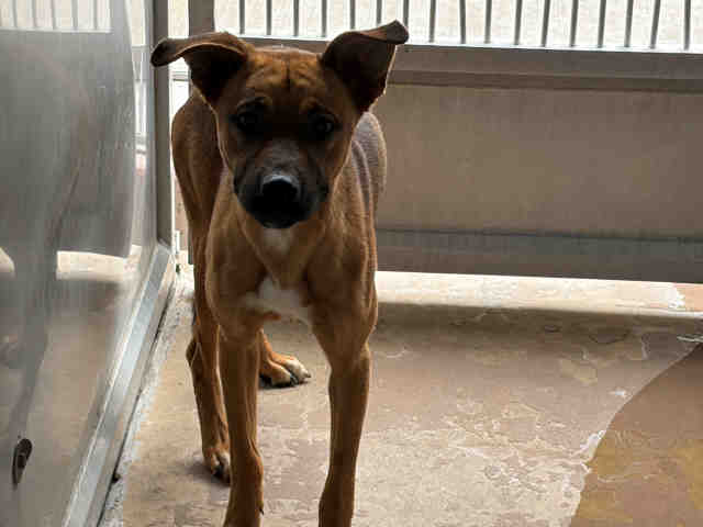 Shelter Stray Male Dog last seen PHELPS RD, 5821 Sweetwater Rd, Bonita, CA 91902, USA