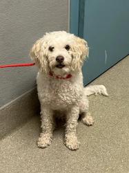Shelter Stray Female Dog last seen Near BLOCK E LAKE MEAD BLVD, LAS VEGAS NV 89115, 655 N Mojave Rd, Las Vegas, NV 89101, USA