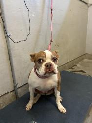 Shelter Stray Female Dog last seen , 600 Aviation Dr, Camarillo, CA 93010, USA