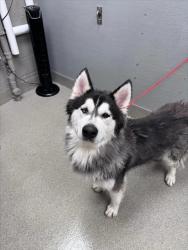 Shelter Stray Male Dog last seen Near BLOCK HOME LIGHT ST, LAS VEGAS NV 89139, 655 N Mojave Rd, Las Vegas, NV 89101, USA