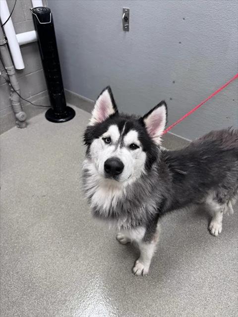 Shelter Stray Male Dog last seen Near BLOCK HOME LIGHT ST, LAS VEGAS NV 89139, 655 N Mojave Rd, Las Vegas, NV 89101, USA