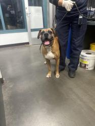 Shelter Stray Male Dog last seen , West Valley Animal Shelter, 20655 Plummer St, Chatsworth, CA 91311, USA