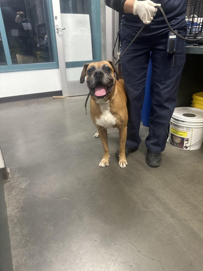 Shelter Stray Male Dog last seen , West Valley Animal Shelter, 20655 Plummer St, Chatsworth, CA 91311, USA