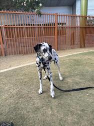 Shelter Stray Female Dog last seen Near BLOCK BOULDER HWY, LAS VEGAS NV 89122, 655 N Mojave Rd, Las Vegas, NV 89101, USA