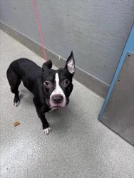 Shelter Stray Male Dog last seen Near BLOCK N NELLIS BLVD, LAS VEGAS NV 89115, 655 N Mojave Rd, Las Vegas, NV 89101, USA