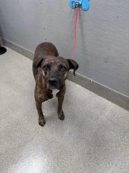 Shelter Stray Male Dog last seen Near BLOCK BROOKINGS CT, LAS VEGAS NV 89110, 655 N Mojave Rd, Las Vegas, NV 89101, USA
