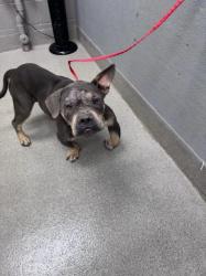 Shelter Stray Male Dog last seen Near BLOCK WENDY LN, LAS VEGAS NV 89115, 655 N Mojave Rd, Las Vegas, NV 89101, USA