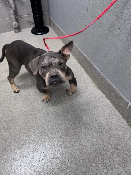Shelter Stray Male Dog last seen Near BLOCK WENDY LN, LAS VEGAS NV 89115, 655 N Mojave Rd, Las Vegas, NV 89101, USA