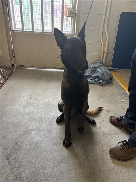 Shelter Stray Male Dog last seen FRUITRIDGE RD & STOCKTON BLVD, 2127 Front St, Sacramento, CA 95818, USA