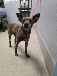 Shelter Stray Male Dog last seen Near BLOCK N WALNUT RD, LAS VEGAS NV 89115, 655 N Mojave Rd, Las Vegas, NV 89101, USA