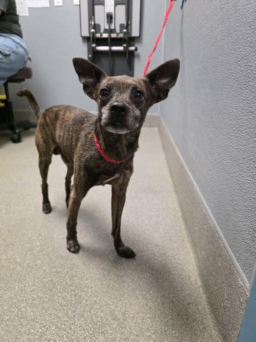 Shelter Stray Male Dog last seen Near BLOCK N WALNUT RD, LAS VEGAS NV 89115, 655 N Mojave Rd, Las Vegas, NV 89101, USA