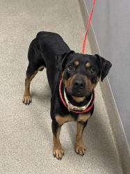 Shelter Stray Male Dog last seen Near BLOCK OF WEAVER DR, LAS VEGAS NV 89106, 655 N Mojave Rd, Las Vegas, NV 89101, USA