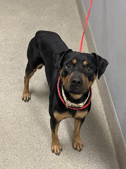 Shelter Stray Male Dog last seen Near BLOCK OF WEAVER DR, LAS VEGAS NV 89106, 655 N Mojave Rd, Las Vegas, NV 89101, USA