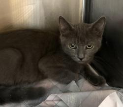 Shelter Stray Male Cat last seen , 3201 Lacy St, Los Angeles, CA 90031, USA