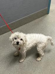 Shelter Stray Male Dog last seen Near BLOCK E LAKE MEAD BLVD, LAS VEGAS NV 89115, 655 N Mojave Rd, Las Vegas, NV 89101, USA