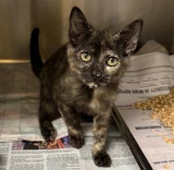 Shelter Stray Female Cat last seen , 3201 Lacy St, Los Angeles, CA 90031, USA