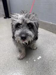Shelter Stray Male Dog last seen Near BLOCK GLENDALE AVE, NORTH LAS VEGAS NV 89030, 655 N Mojave Rd, Las Vegas, NV 89101, USA