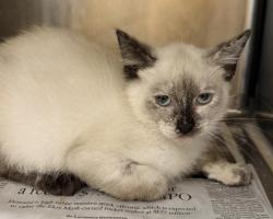 Shelter Stray Female Cat last seen , 3201 Lacy St, Los Angeles, CA 90031, USA