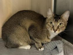 Shelter Stray Female Cat last seen , 3201 Lacy St, Los Angeles, CA 90031, USA