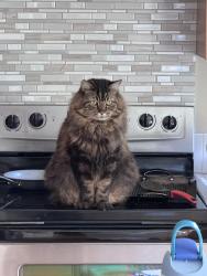 Lost Male Cat last seen 5th way & Westridge blvd, Camas, WA 98607