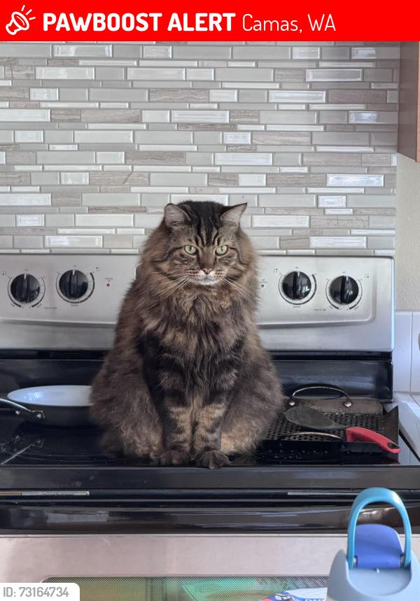 Lost Male Cat last seen 5th way & Westridge blvd, Camas, WA 98607