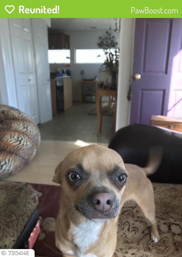 Reunited Female Dog last seen 35th and Carr, Garden City, ID 83714