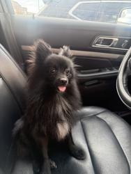 Found/Stray Female Dog last seen Pico and wall st, Los Angeles, CA 90015
