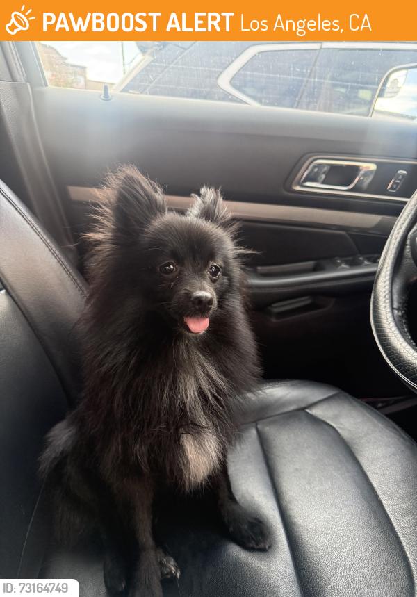Found/Stray Female Dog last seen Pico and wall st, Los Angeles, CA 90015