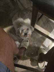 Reunited Female Dog last seen SE 14th place and Townsend, Del City, OK 73115
