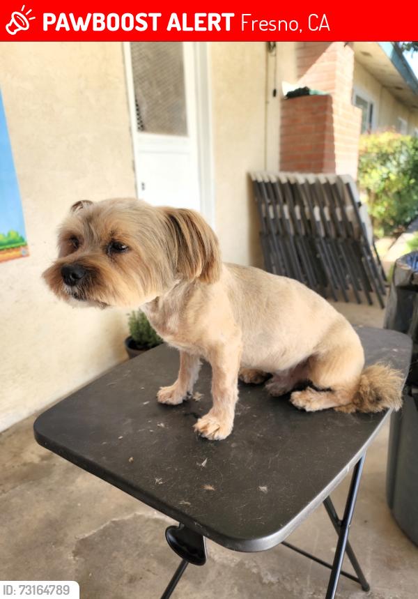 Lost Male Dog last seen W ASHLAN AVE & HAYES AVE, Fresno, CA 93723