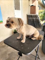 Lost Male Dog last seen W ASHLAN AVE & HAYES AVE, Fresno, CA 93723