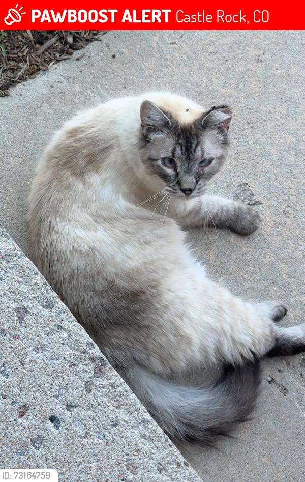 Lost Female Cat last seen Whispering Oak Drive and Scott Boulevard, Castle Rock, CO 80104