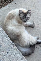 Lost Female Cat last seen Whispering Oak Drive and Scott Boulevard, Castle Rock, CO 80104