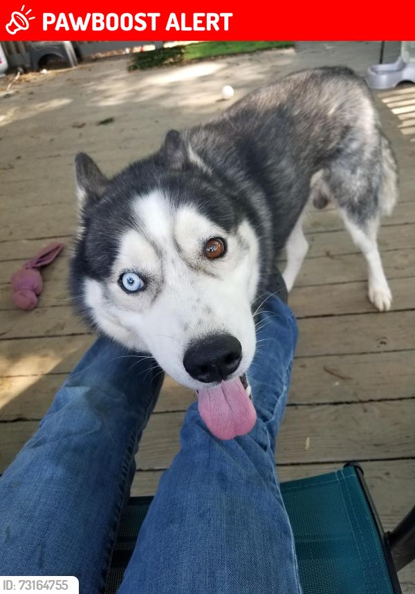 Lost Male Dog last seen Southmont near dollar general, Davidson County, NC 27292