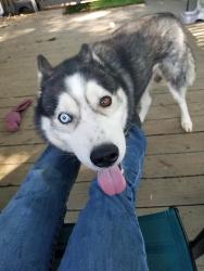 Lost Male Dog last seen Southmont near dollar general, Davidson County, NC 27292