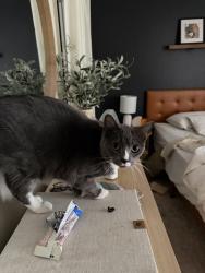 Lost Male Cat last seen Denver Water in Southmoor Park, Denver, CO 80237