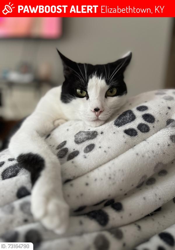 Lost Male Cat last seen Near blanket Ct, Elizabethtown, KY 42701