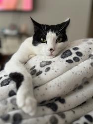 Lost Male Cat last seen Near blanket Ct, Elizabethtown, KY 42701