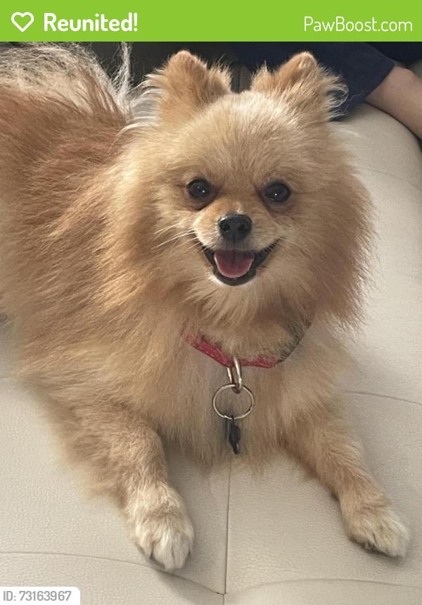 Reunited Male Dog last seen Summit And Military, West Palm Beach, FL 33415