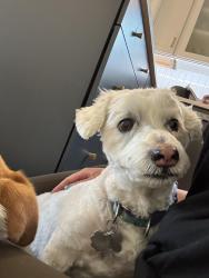 Reunited Male Dog last seen Kipling & Chatfield, Littleton, CO 80128