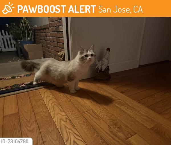 Found/Stray Unknown Cat last seen Kirk and Hillsdale, San Jose, CA 95124