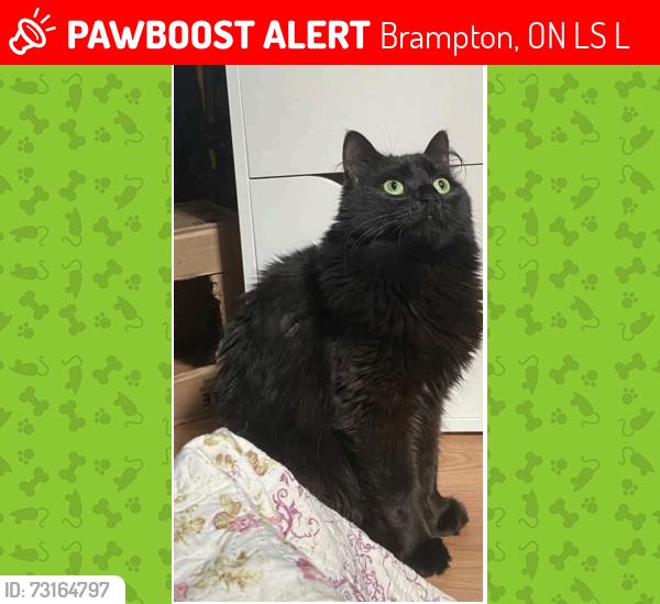 Lost Female Cat last seen Airport and Castlemore Road, Brampton, ON L6S 6L5
