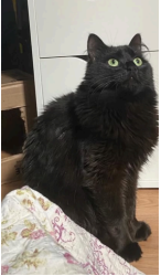 Lost Female Cat last seen Airport and Castlemore Road, Brampton, ON L6S 6L5