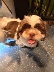 Found/Stray Male Dog last seen Monfort Rd, Lawrenceville, GA 30046