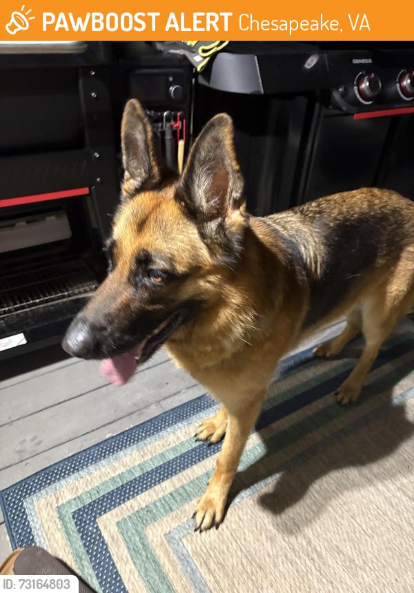 Found/Stray Female Dog last seen My pleasant rd and Currituck dr ches va, Chesapeake, VA 23322